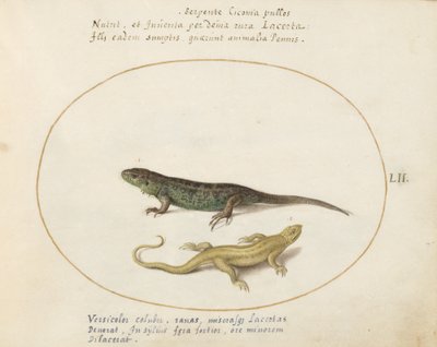 Placa 52: Dos lagartos de Joris Hoefnagel