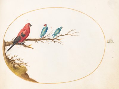 Plato 53: Tres pájaros de colores brillantes de Joris Hoefnagel