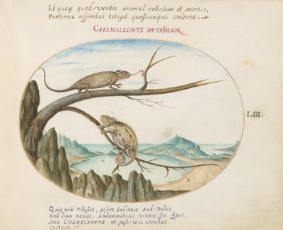 Placa 53: Dos Camaleones sobre San Sebastián, España de Joris Hoefnagel