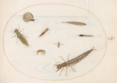 Lámina 55: insectos acuáticos e invertebrados, incluida una caracola de Joris Hoefnagel