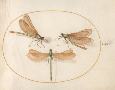  de Joris Hoefnagel