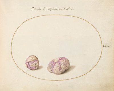 Placa 56: Dos cabezas de repollo de Joris Hoefnagel