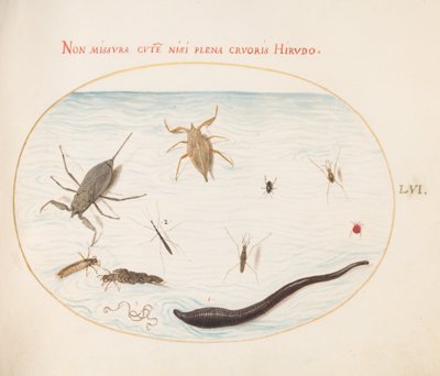Placa 56: Escorpión de agua, medidor de agua, patinador de estanque, ácaro rojo de agua, sanguijuela (?), y otros insectos acuáticos de Joris Hoefnagel