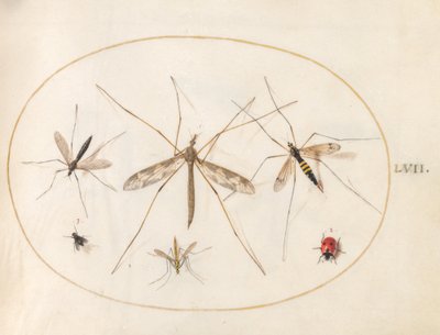 Placa 57: Una mariquita, una mosca y otros cuatro insectos de Joris Hoefnagel