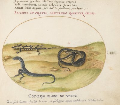 Placa 57: Una serpiente, una salamandra de fuego y una criatura parecida a una serpiente con dos patas de Joris Hoefnagel