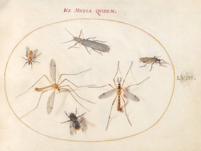 Placa 58: Una abeja y otros cinco insectos de Joris Hoefnagel