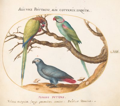 Placa 58: Loro gris africano, loro de cuello anillado indio y un tercer loro de Joris Hoefnagel