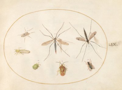 Placa 59: Siete insectos, incluyendo un escudo de espino, moscas grulla y una mosca flotante de Joris Hoefnagel