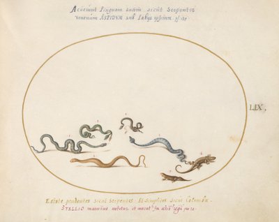 Placa 59: Serpientes y un lagarto de Joris Hoefnagel