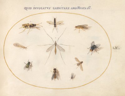 Placa 60: Moscas y Otros Insectos de Joris Hoefnagel