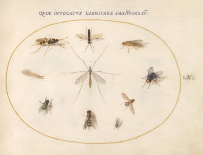 Lámina 60: Moscas y otros insectos, c.1575/80 (acuarela, gouache y oro sobre vitela) de Joris Hoefnagel