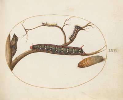 Placa 60: Oruga de esfinge de la lechetrezna, pupas y otras orugas de Joris Hoefnagel