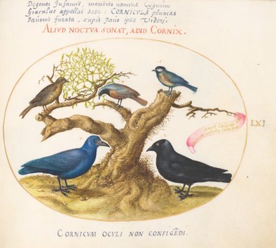 Placa 61: Cuervo azul (¿?), grajilla, carbonero o herrerillo, y otros pájaros de Joris Hoefnagel