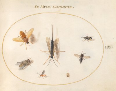 Placa 61: Siete insectos, incluyendo moscas de Joris Hoefnagel