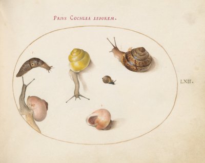 Plato 62: Una Babosa con Caracoles de Joris Hoefnagel