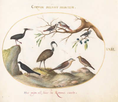 Placa 62: Ibis calvo del norte e ibis brillante con otras aves de Joris Hoefnagel