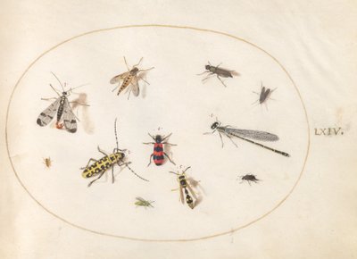 Placa 64: Once Insectos, Incluyendo una Libélula y un Escarabajo de Cuernos Largos de Joris Hoefnagel