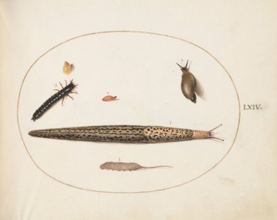 Placa 64: Babosa leopardo, larva de escarabajo terrestre, una larva de cola de rata y otras criaturas de Joris Hoefnagel