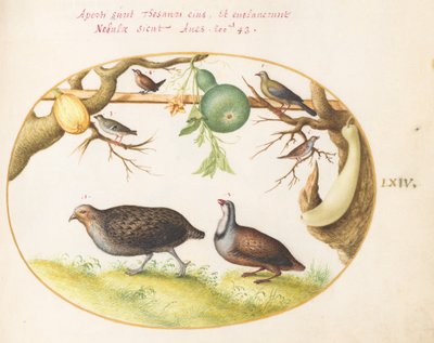 Placa 64: Dos perdices, un chochín y otros pájaros de Joris Hoefnagel
