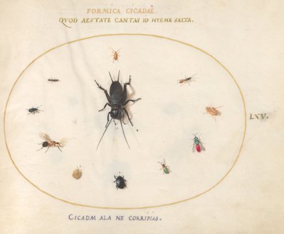 Placa 65: Un grillo rodeado de insectos de Joris Hoefnagel