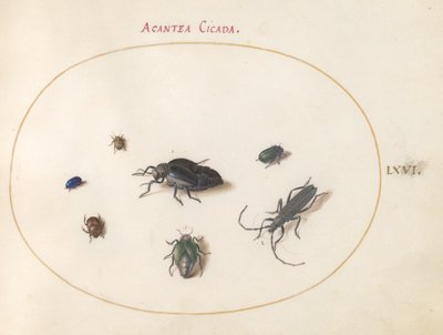 Placa 66: Dos escarabajos de aceite, un escarabajo de cuernos largos y otros cuatro insectos de Joris Hoefnagel