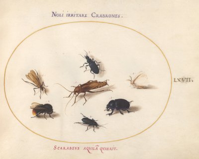 Placa 67: Siete insectos, incluyendo una mariposa blanca y una abeja de Joris Hoefnagel