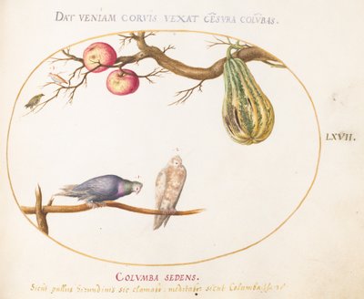 Plato 67: Dos palomas bajo una calabaza y manzanas de Joris Hoefnagel