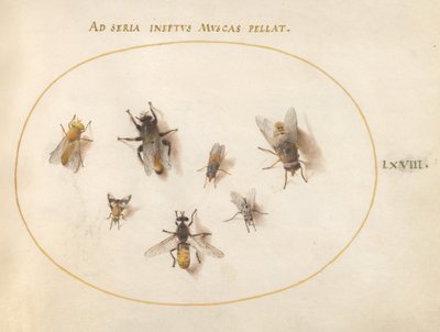 Plato 68: Siete abejas y moscas de Joris Hoefnagel