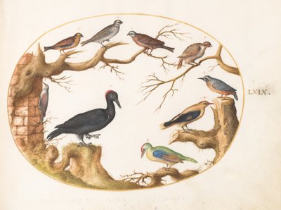 Placa 69: Pájaro Carpintero Negro, Pájaro Carpintero Verde Europeo, Trepador Azul y Otros Pájaros de Joris Hoefnagel