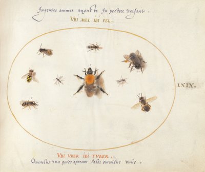 Placa 69: Nueve abejas y otros insectos de Joris Hoefnagel