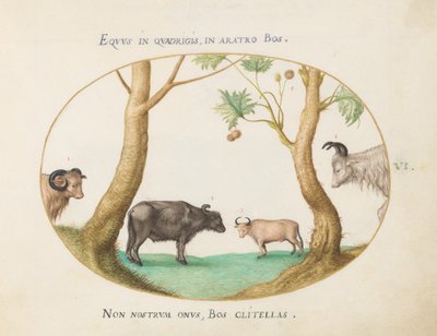 Placa 6: Una variedad de bueyes con un carnero y un búfalo de agua(?) junto a un plátano de Joris Hoefnagel