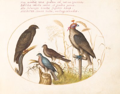Placa 6: Cuatro aves de presa, incluyendo un gavilán(?) de Joris Hoefnagel