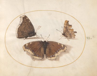 Lámina 6: Dos vistas de una mariposa de luto (Belleza de Camberwell) con una mariposa coma de Joris Hoefnagel