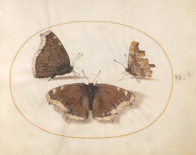  de Joris Hoefnagel