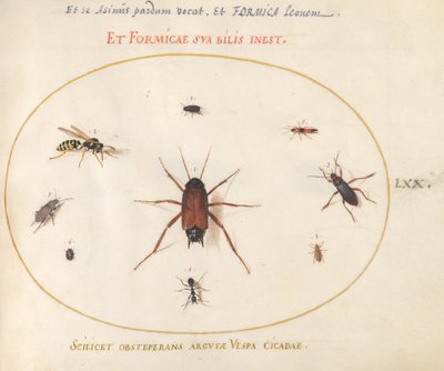 Placa 70: Un rutilo rodeado de insectos de Joris Hoefnagel