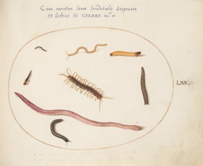 Placa 70: Gusano, ciempiés, milpiés y otras criaturas largas de Joris Hoefnagel