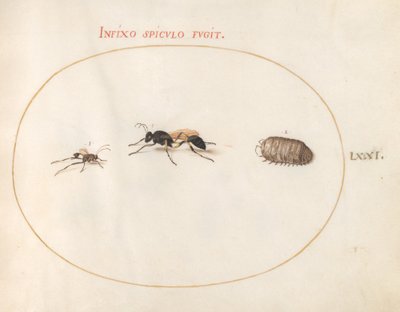 Placa 71: Dos avispas y un bicho bolita de Joris Hoefnagel