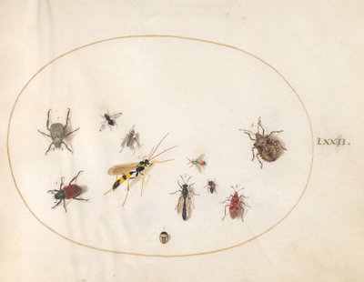 Placa 72: Chinche de escudo, chinche de canela, avispa y otros insectos de Joris Hoefnagel