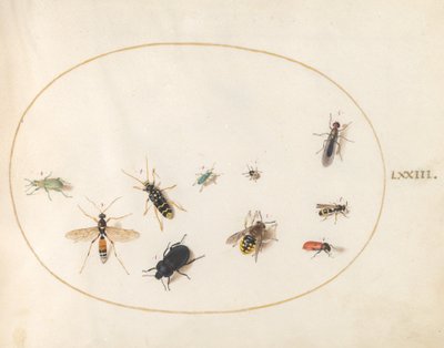 Placa 73: Diez Insectos de Joris Hoefnagel