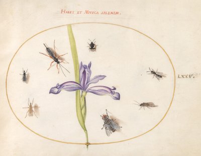 Lámina 75: Una Mosca y Otros Insectos con un Iris de Joris Hoefnagel