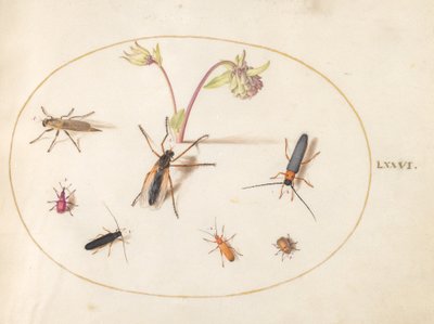 Plato 76: Insectos con una aguileña rosa y crema de Joris Hoefnagel