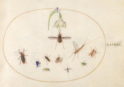 Lámina 77: bombilio moteado con una flor blanca, una efímera, un gorgojo azul y otros insectos de Joris Hoefnagel