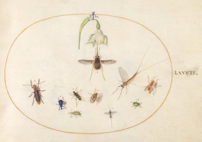 Placa 77: Polilla Colibrí con una Flor Blanca, Gorgojos Azules y Verdes, y Otros Insectos de Joris Hoefnagel