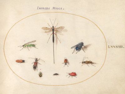 Placa 78: Diez insectos, incluyendo una mosca azul de Joris Hoefnagel