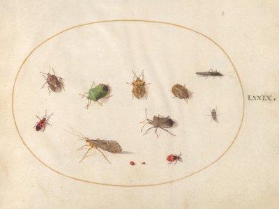 Placa 79: Doce Insectos, Incluyendo Chinches de Joris Hoefnagel