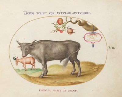 Placa 7: Un Toro y un Animal con Cuernos de Joris Hoefnagel