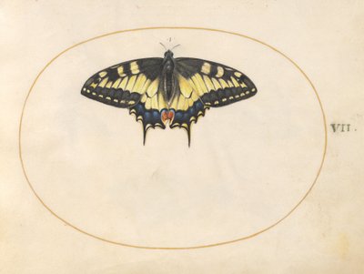 Placa 7: Mariposa cola de golondrina de Joris Hoefnagel