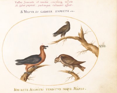 Placa 8: Buitre Barbudo con Dos Aves de Presa de Joris Hoefnagel