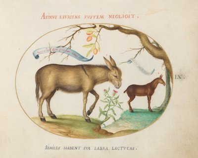Placa 9: Un Burro y una Mula de Joris Hoefnagel