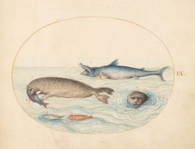 Placa 9: Un Gran Tiburón Blanco(?), Dos Focas y Dos Peces de Joris Hoefnagel